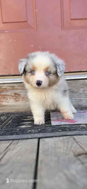 Blue Merle Auggie – Pembroke Welsh Corgi, Miniature Australian Shepherd puppy for sale in Milton, WI