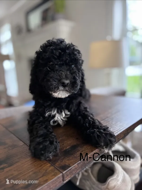 Cannon – Cavapoo puppy for sale in Lancaster, PA