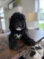 Cannon, a male Cavapoo for sale in Lancaster, PA – 1 of 1