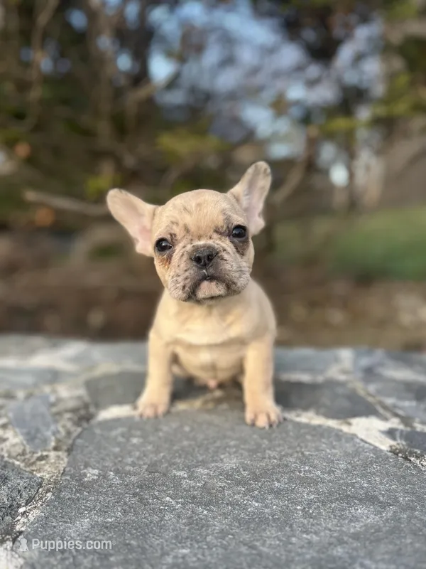 Maverick  – French Bulldog puppy for sale in Lancaster, PA