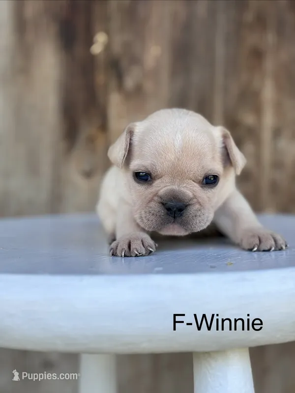 Winnie – French Bulldog puppy for sale in Lancaster, PA