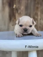 Winnie, a female French Bulldog for sale in Lancaster, PA – 1 of 1