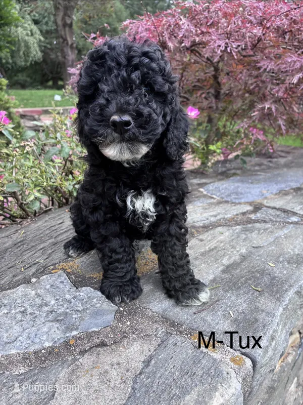 Tux – Cavapoo puppy for sale in Lancaster, PA