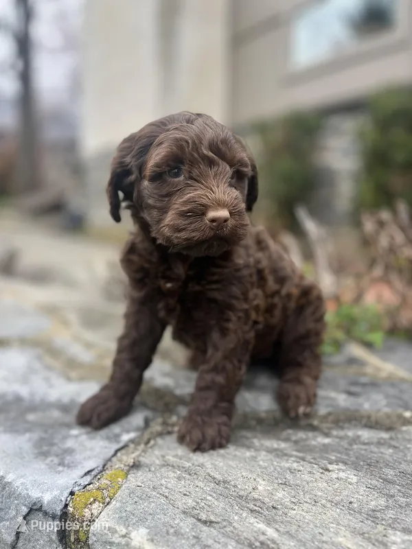 Maggie, a female Portuguese Water Dog for sale in Lancaster, PA – Photo 1 of 1