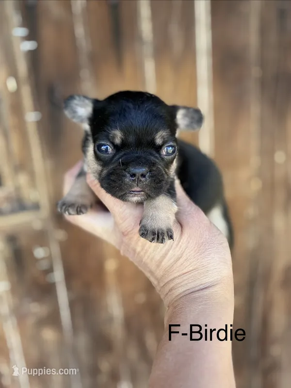 Birdie – French Bulldog puppy for sale in Lancaster, PA