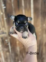 Birdie, a female French Bulldog for sale in Lancaster, PA – 1 of 1