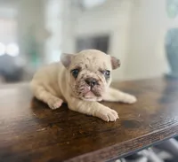 Max-merle, a male French Bulldog for sale in Lancaster, PA – Photo 2 of 3