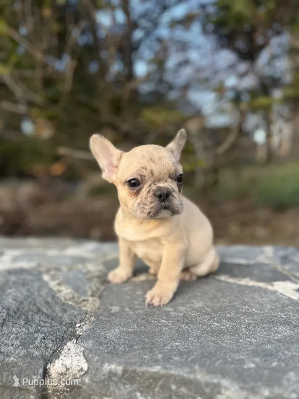 Max-merle – French Bulldog puppy for sale in Lancaster, PA
