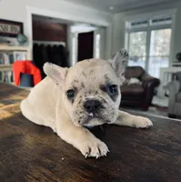 Max-merle, a male French Bulldog for sale in Lancaster, PA – Photo 1 of 3