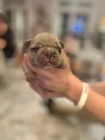 Max-merle, a male French Bulldog for sale in Lancaster, PA – Photo 3 of 3