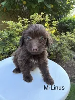 Linus, a male Miniature Aussiedoodle for sale in Lancaster, PA – 1 of 1