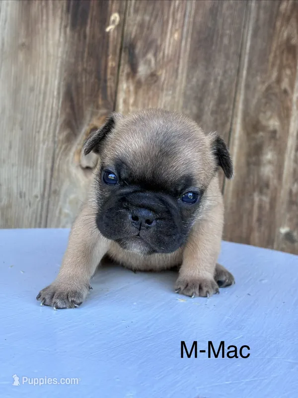 Mac – French Bulldog puppy for sale in Lancaster, PA