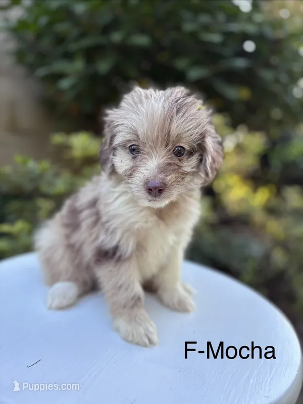 Mocha  – Miniature Aussiedoodle puppy for sale in Lancaster, PA