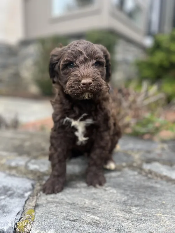 Murphy – Portuguese Water Dog puppy for sale in Lancaster, PA