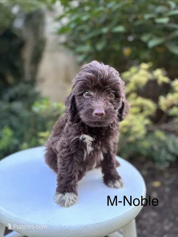 Noble – Miniature Aussiedoodle puppy for sale in Lancaster, PA