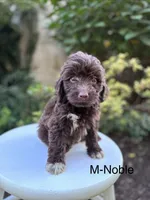 Noble, a male Miniature Aussiedoodle for sale in Lancaster, PA – 1 of 1