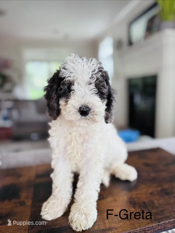 Greta – Cavapoo puppy for sale in Lancaster, PA