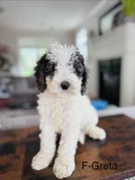 Greta, a female Cavapoo for sale in Lancaster, PA – 1 of 1