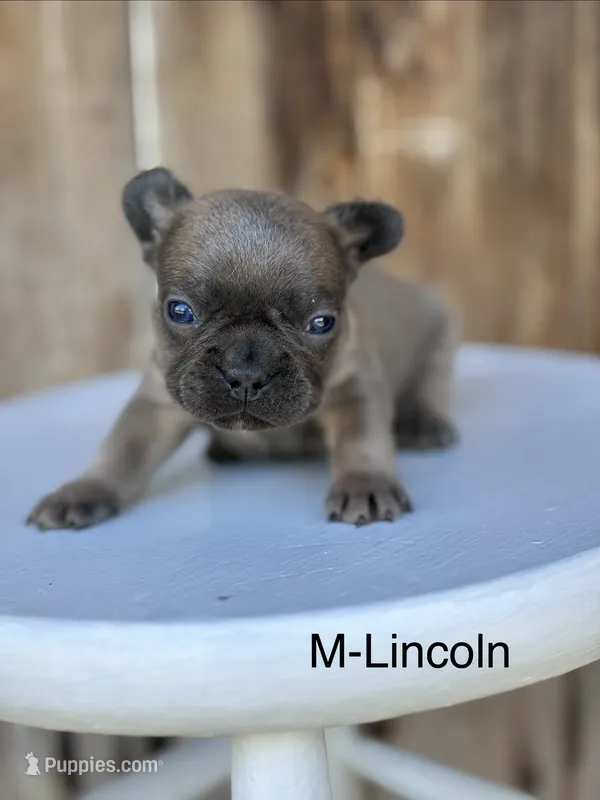 Lincoln – French Bulldog puppy for sale in Lancaster, PA