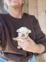 Toby, a male French Bulldog for sale in Lancaster, PA – 1 of 1