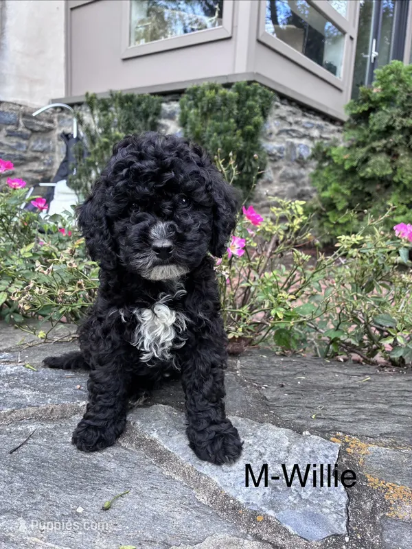 Willie – Cavapoo puppy for sale in Lancaster, PA