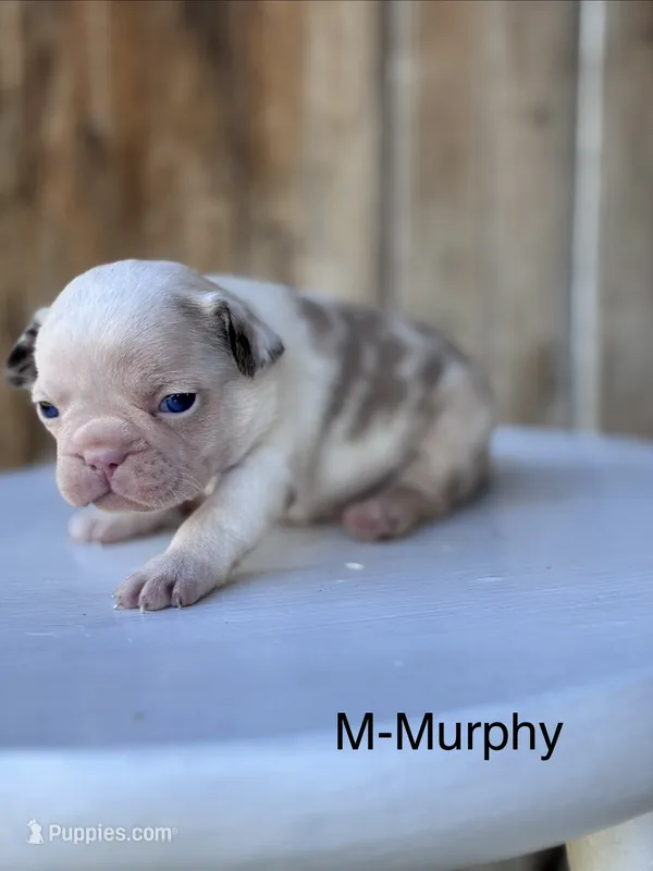 Murphy  – French Bulldog puppy for sale in Lancaster, PA