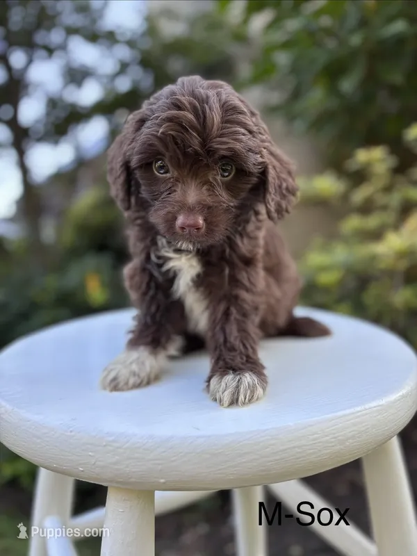 Soc – Miniature Aussiedoodle puppy for sale in Lancaster, PA