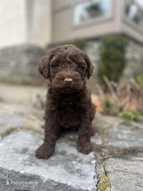 Maggie – Portuguese Water Dog puppy for sale in Lancaster, PA