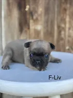 Liv, a female French Bulldog for sale in Lancaster, PA – 1 of 1