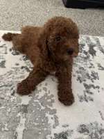 Levi, a female Poodle - Toy  for sale in Olive Branch, MS – 7 of 10