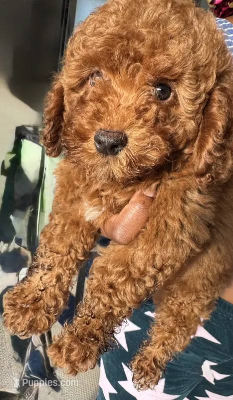 Levi – Poodle - Toy  puppy for sale in Olive Branch, MS