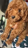 Levi, a female Poodle - Toy  for sale in Olive Branch, MS – 1 of 10