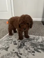 Levi, a female Poodle - Toy  for sale in Olive Branch, MS – 3 of 10