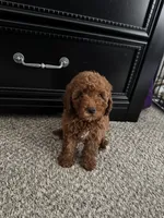 Levi, a female Poodle - Toy  for sale in Olive Branch, MS – 2 of 10