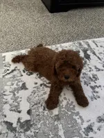 Levi, a female Poodle - Toy  for sale in Olive Branch, MS – 6 of 10