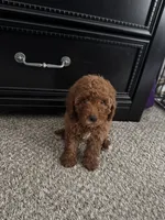 Levi, a female Poodle - Toy  for sale in Olive Branch, MS – 5 of 10