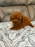 Ginger, a female Poodle - Toy  for sale in Olive Branch, MS – 1 of 10
