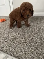Levi, a female Poodle - Toy  for sale in Olive Branch, MS – 8 of 10