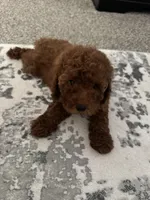 Levi, a female Poodle - Toy  for sale in Olive Branch, MS – 4 of 10