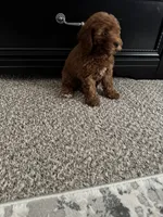 Levi, a female Poodle - Toy  for sale in Olive Branch, MS – 9 of 10