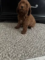 Levi, a female Poodle - Toy  for sale in Olive Branch, MS – 10 of 10