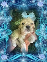 BUFF BABY BOY, a male Cocker Spaniel for sale in Blacksburg, VA – 3 of 3