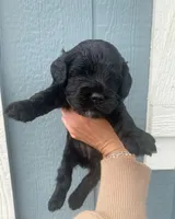 Black Boy, a male Cocker Spaniel for sale in Blacksburg, VA – 1 of 1