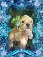 BUFF BABY BOY, a male Cocker Spaniel for sale in Blacksburg, VA – 1 of 3