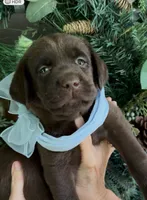 Sweet Boy💙, a male Labrador Retriever for sale in Blacksburg, VA – 2 of 2