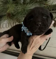 Chocolate, a male Labrador Retriever for sale in Blacksburg, VA – Photo 2 of 2