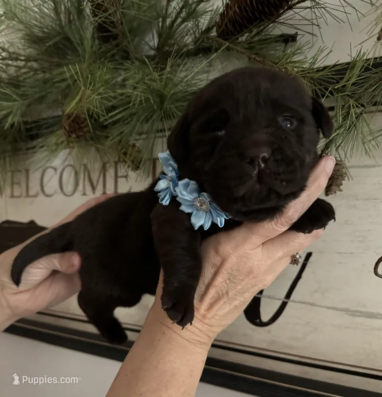 Chocolate, a male Labrador Retriever for sale in Blacksburg, VA – Photo 1 of 2