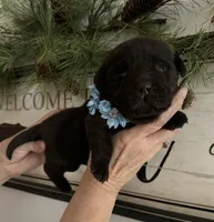 Chocolate, a male Labrador Retriever for sale in Blacksburg, VA – Photo 1 of 2