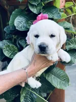 BEAUTY 💞, a female Labrador Retriever for sale in Blacksburg, VA – 1 of 3