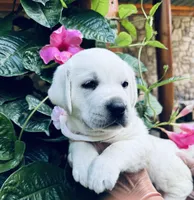 BEAUTY 💞, a female Labrador Retriever for sale in Blacksburg, VA – 3 of 3